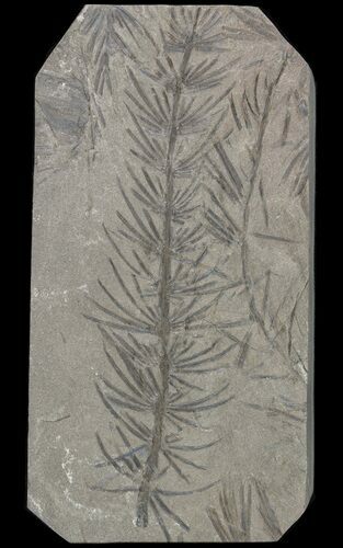 Pennsylvanian Horsetail (Asterophyllites) Fossil - France #51102